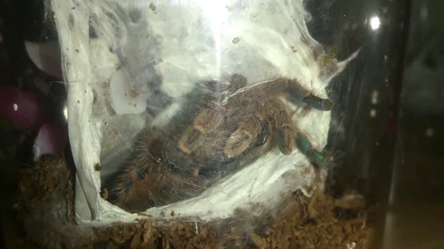 A.minatrix cleaning itself. смотреть онлайн