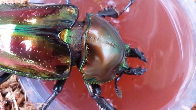 ☆飼育☆ニジイロクワガタ　エサ食べてます　Phalacrognathus muelleri смотреть онлайн