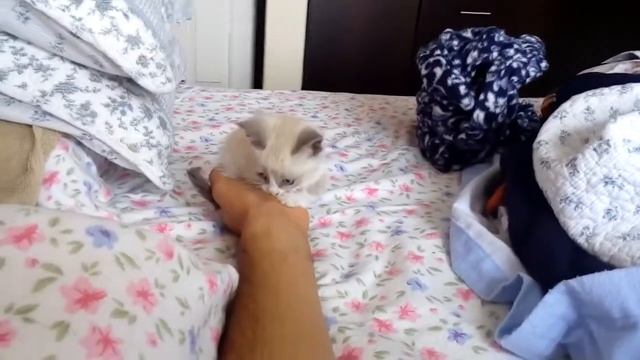 Gato Pascal en Querétaro смотреть онлайн