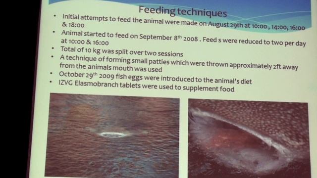 The rescue, rehabilitation and release of a whale shark, Rhincodon typus, in the Arabian Gulf  Спасе