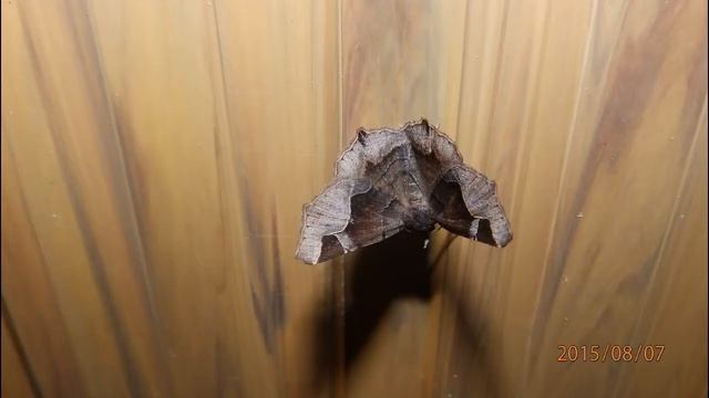 Zethes insularis is a species of moth in the Erebidae family смотреть онлайн