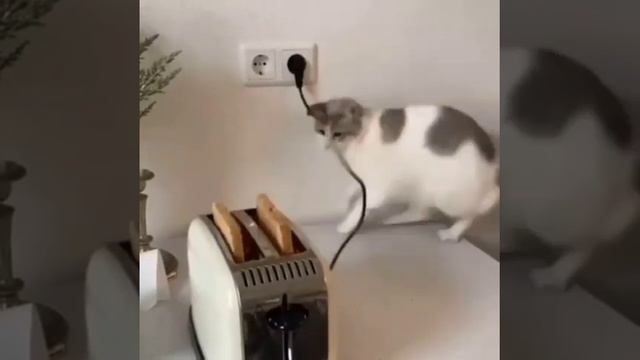 Toaster surprises cat смотреть онлайн