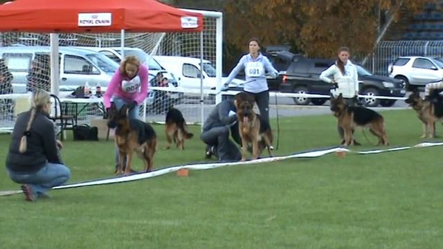 MOLDAUSIEGER 2015 рабочие кобели 3 часть