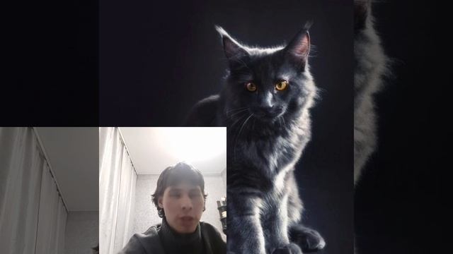 реакция на трек драгонмани фит тигр - Антоха смотреть онлайн