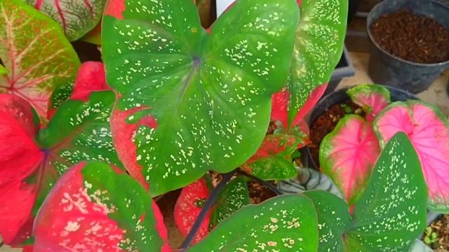 MENOR DAN NGEJRENG BANGET KOLEKSI TANAMAN HIASNYA. смотреть онлайн