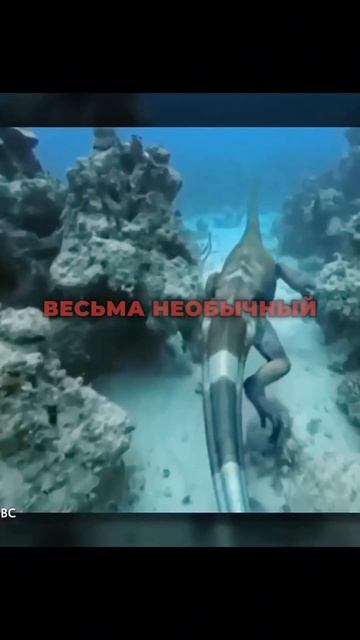 Танис Трофей. Легенда☠️🏆 #факты #интересныефакты #история смотреть онлайн