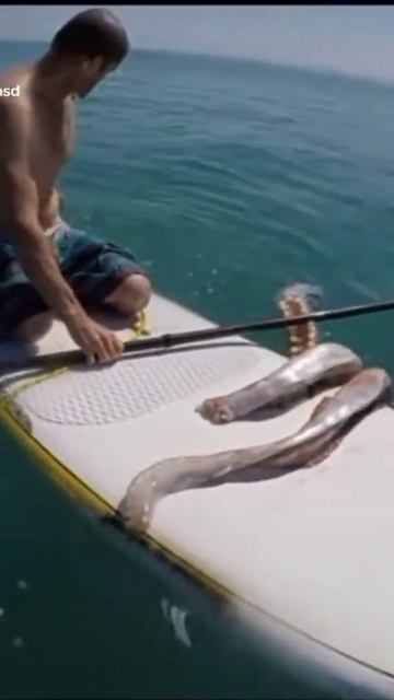 😳 el KRAKEN CALAMAR GIGANTE sobre mi tabla 😱 #sharks #kraken #calamargigante #monstruosderio #anima смотреть онлайн