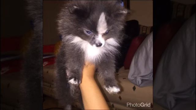 Rare Blue Pomeranian Gizmo смотреть онлайн