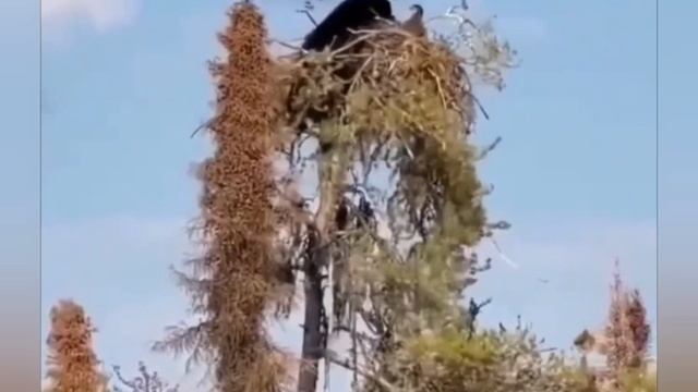 Ох, уж эти Мишки😁. смотреть онлайн