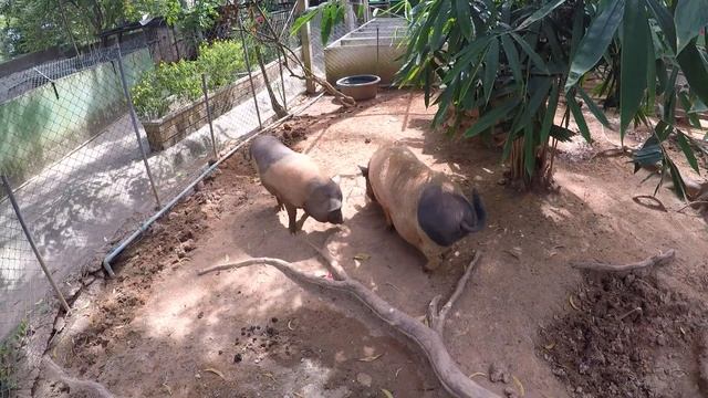 Pigs | Crocodile farm | koh samui | thailand смотреть онлайн