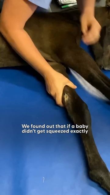 Baby Horse Who Couldn't Walk Surprises Everyone | The Dodo смотреть онлайн