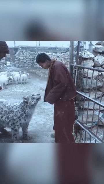 Snow Leopard आखिर क्यों इस Monk के आगे झुक गया 🤯🤯 #shorts смотреть онлайн