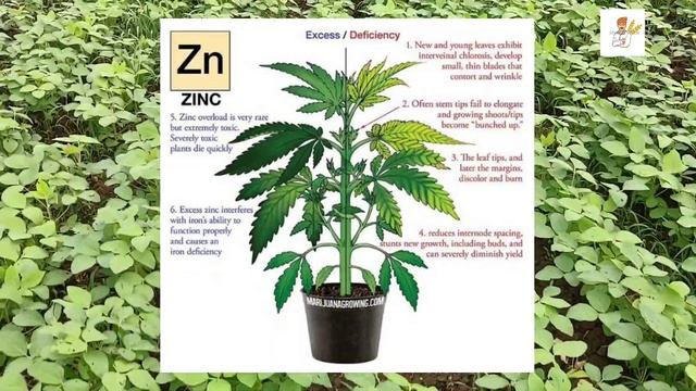 What's the Function of Zinc (Zn) in Plants|Zinc Deficiency Symptoms|जिंक पौधे को क्यों जरूरी? смотреть онлайн