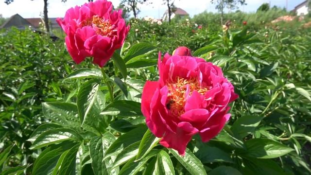 ПИОН Моральд- Morald Милли 2019 г. смотреть онлайн