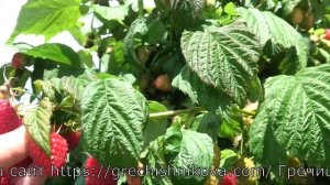 КАСТИОН сорт ремонтантной малины который мы используем на два урожая