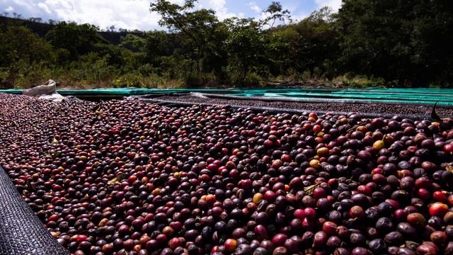 Pablo & Rusty's Expedition Program: Elida Estate Loma Centro | Geisha Natural смотреть онлайн