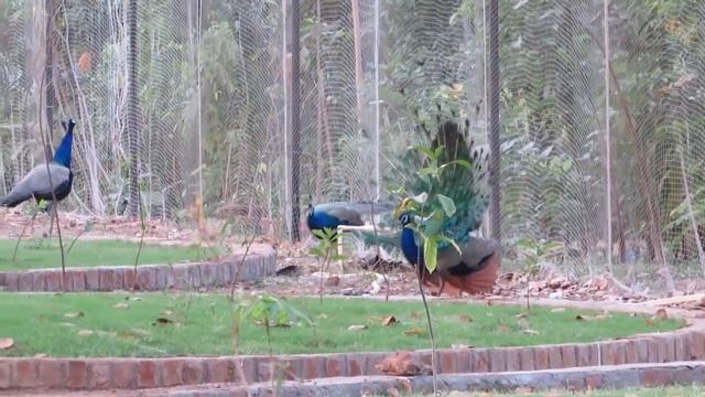 This is Prove - Why Does a Peacock Need a Tail? смотреть онлайн