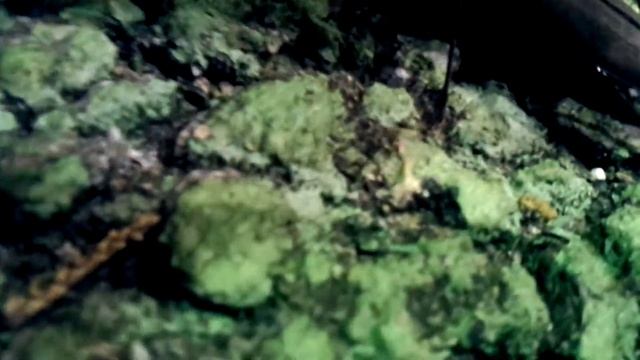 ウスバカミキリの威嚇 смотреть онлайн