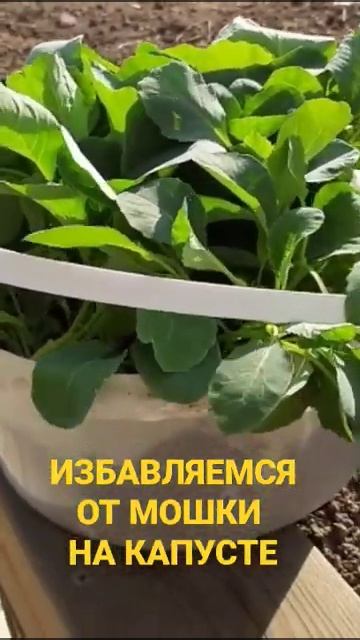 Берем на заметку!!! Как избавиться от мошки на капусте! #удобрение #дача #капуста смотреть онлайн