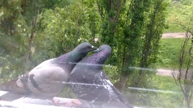 любовь голубей смотреть онлайн