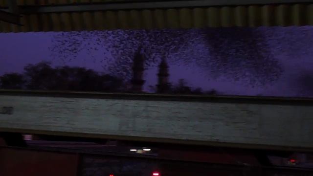 Schwarmflug Stare / Straling swarm flight смотреть онлайн