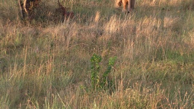 Молодой красивый лев в питомнике диких кошек Тайган. смотреть онлайн