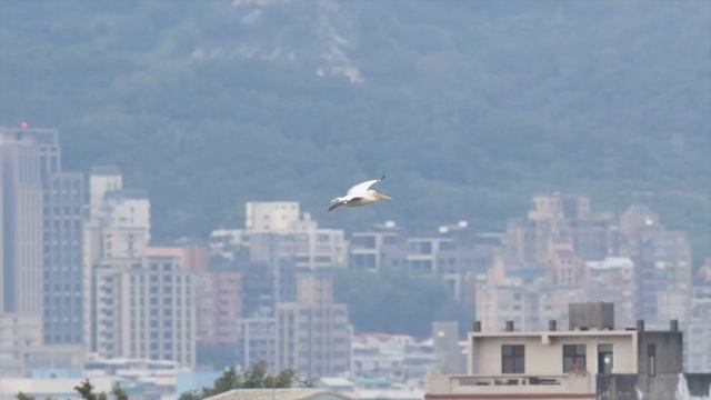2019-1-9蘆洲卷羽鵜鶘 смотреть онлайн
