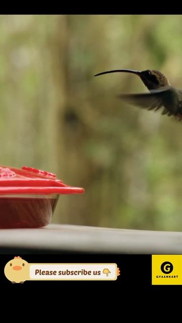 Hummingbird flying #hummingbird #birds смотреть онлайн