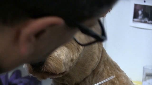 Dog Face Trimming | Pet Grooming Hack ! смотреть онлайн