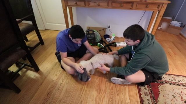 Testing the Bissell BarkBath | A Dog-Bathing Revolution or a Wet Disaster? смотреть онлайн