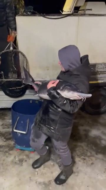 Большая белуга , в эту пятницу 1000 кг смотреть онлайн