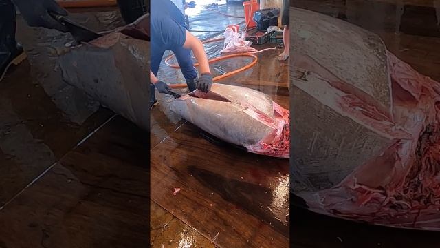 Cut the Giant Tasty Bluefin Tuna Huge fish 美味的高價大型黑鮪魚 смотреть онлайн