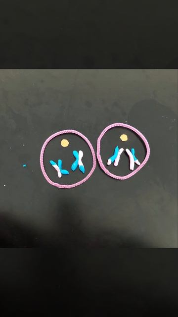 meiosis stop motion video project смотреть онлайн