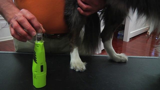 Grooming: How to trim dogs nails смотреть онлайн