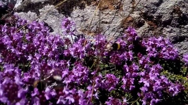 Blessed We Are - Peia (Cover) смотреть онлайн