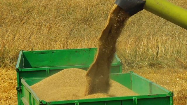 Żniwa 2014 - Jęczmień Ozimy i Rzepak - Claas Dominator 88SL, Claas Mega 360 !! смотреть онлайн