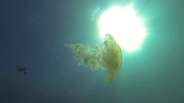 Diving with a beautiful jellyfish (chrysaora plocamia) смотреть онлайн