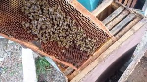 Пересадка 4-10 РОЕВ. 2024. Роеловство- Пчеловодство