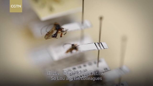 Tech It Out: Rice Whisperer - Ask the plant how it fights pests смотреть онлайн