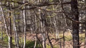 ОХОТА НА ИЗЮБРЯ НА РЕВУ | ИЗЮБРЬ ПОДОШЁЛ ВПЛОТНУЮ