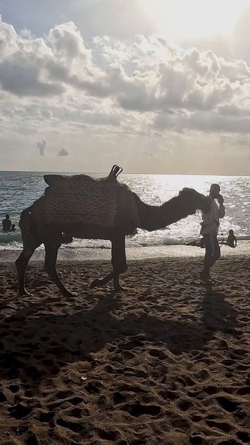 Собака лает, караван идёт #shorts #camel #beach смотреть онлайн