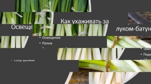 Как вырастить лук-батун на подоконнике