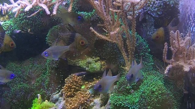 1 pajamas and 3 threadfin cardinals with eggs in their mouths - in a reef aquarium смотреть онлайн