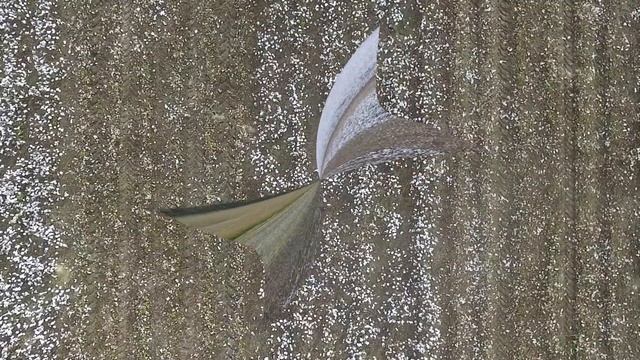 Harvest The Cotton 2019 ( Phantom 3)