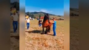 цыганский тяжеловоз