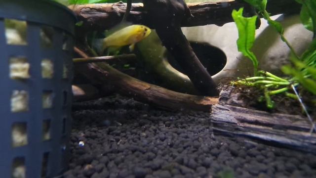 Apisto Opal Fries ~ смотреть онлайн