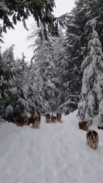✅Cães São Bernardo na neve Bichos Engraçados e Curiosos do Mundo - Animais #Shorts смотреть онлайн