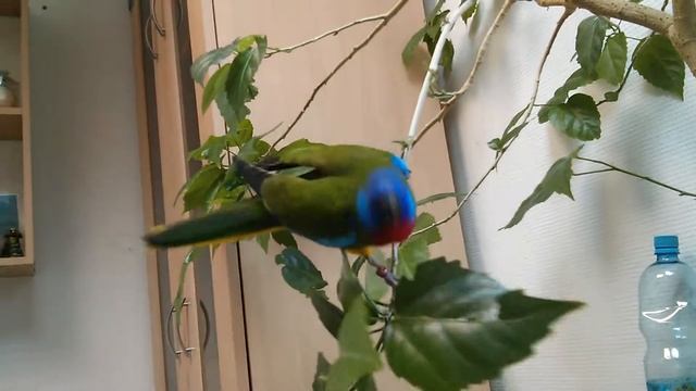 Акробат смотреть онлайн