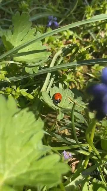 Цветущая полянка мускари. Новый Свет. Крым в апреле. #shorts #nature #крым #крым2022 #shortvideo смотреть онлайн
