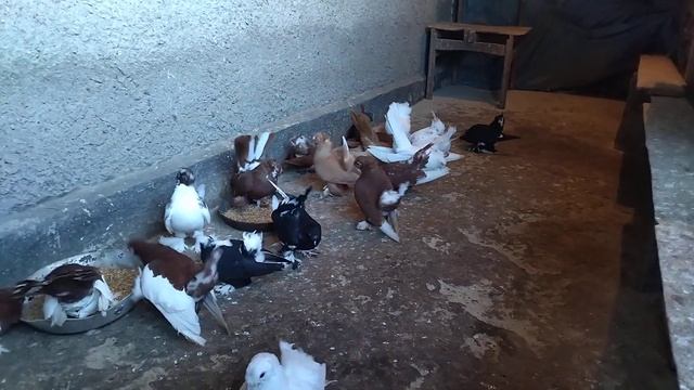 статные голуби смотреть онлайн
